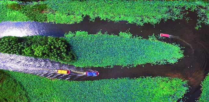 微山湖红荷湿地